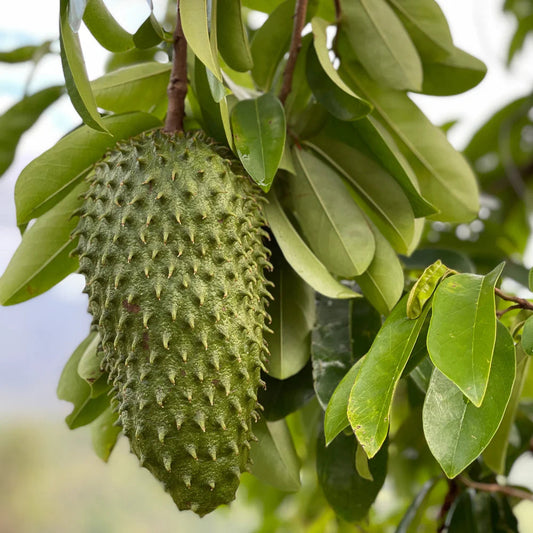 Soursop Organic Loose Leaf Tea (Graviola, Guanabana)