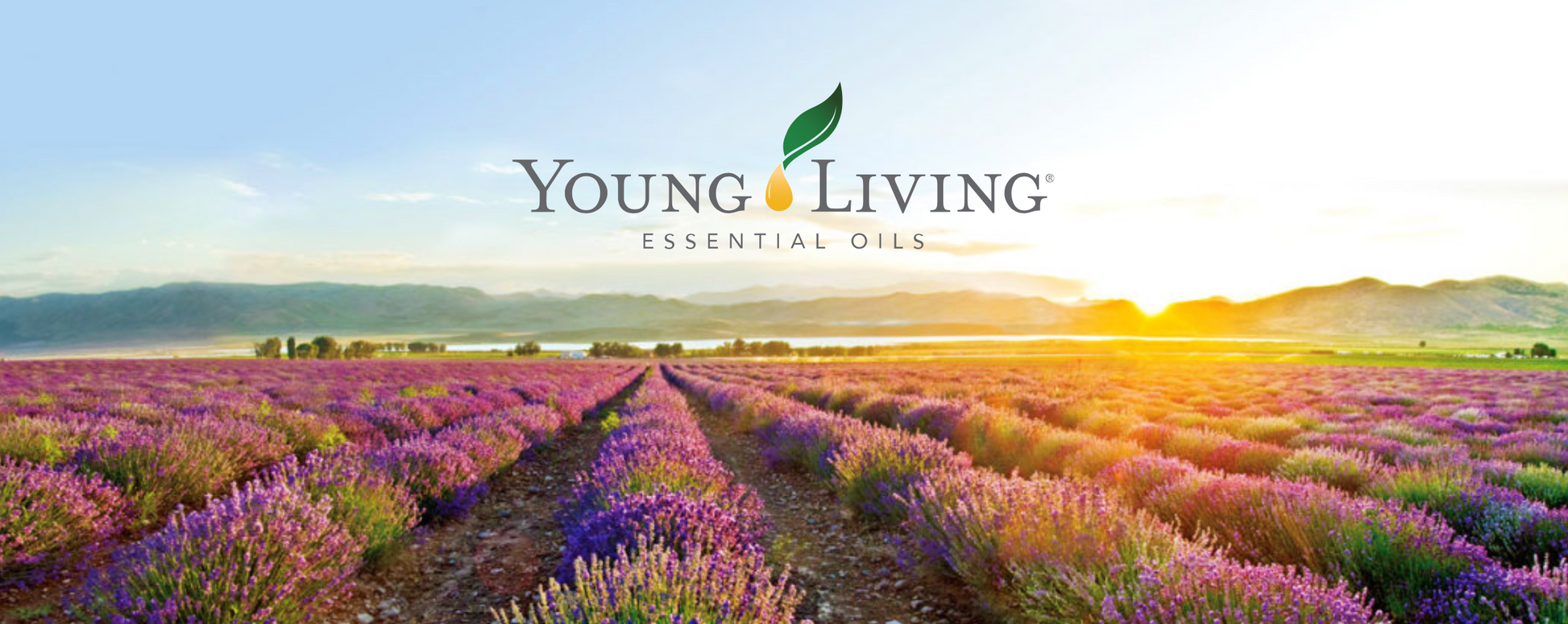 To place an order with Young Living, click the link below to receive a discount. Additional savings when you sign up for auto ship.